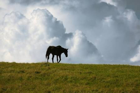 horse disposal service